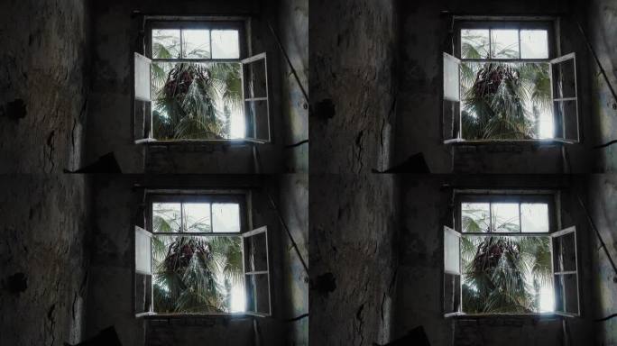 热带废弃房屋的窗户上有棕榈树