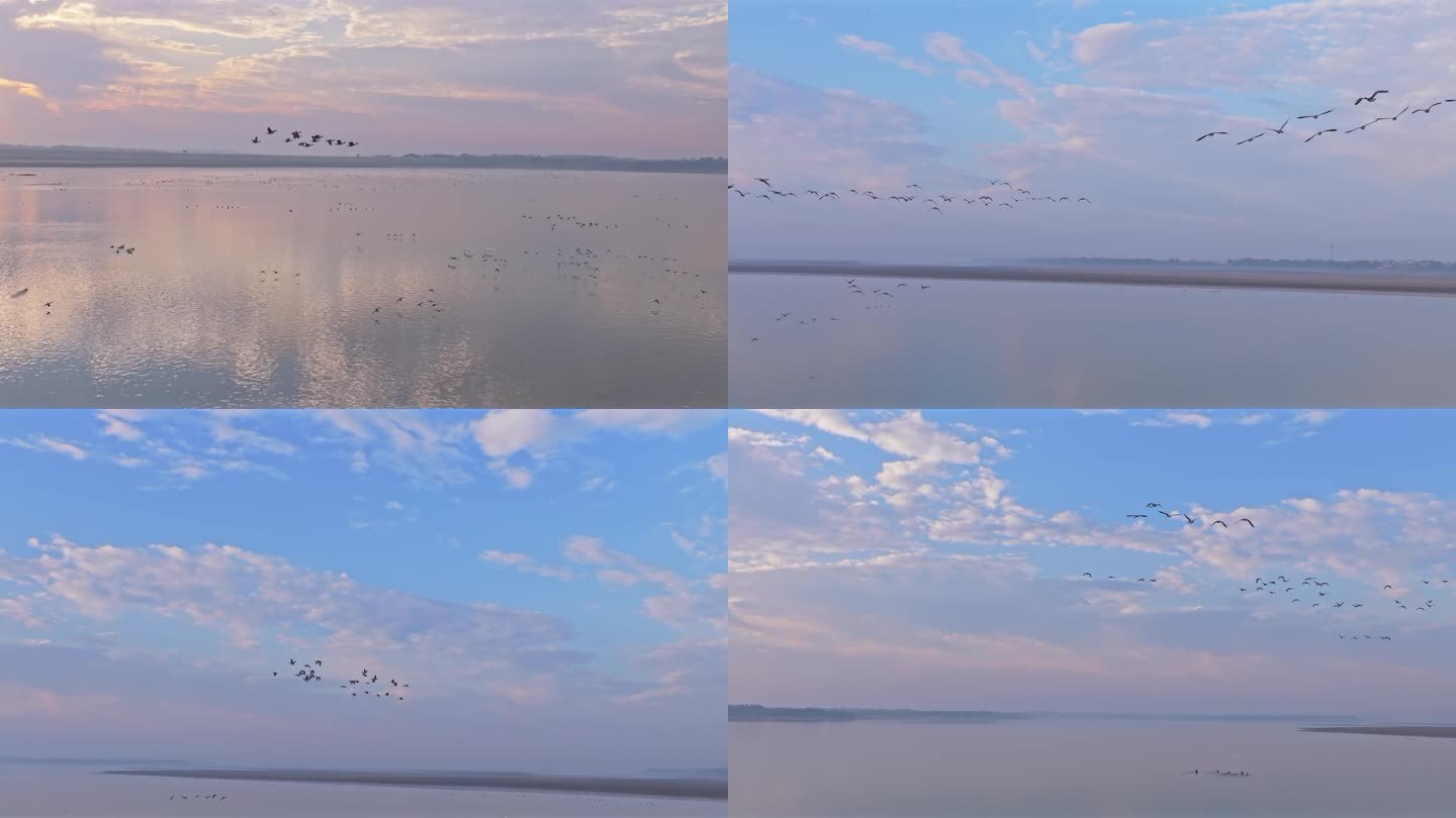 日出 大雁飞行 候鸟群飞航拍 鄱阳湖