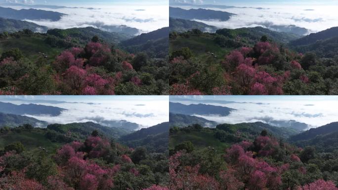 冬樱花绽放在山间林区