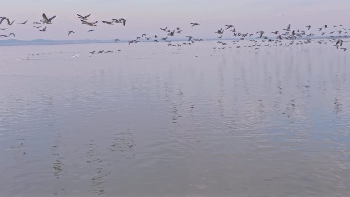 大雁飞行 候鸟群飞航拍 鄱阳湖