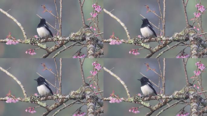 小鸟停落在樱花树上