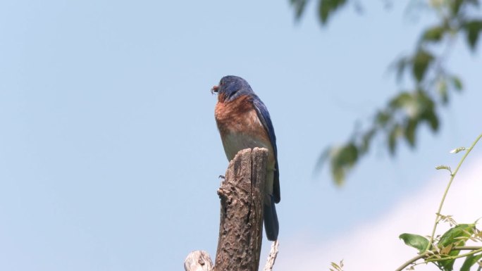 东部蓝鸟，一只蜘蛛在它的嘴栖息在树上。