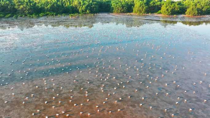 深圳湾红树林湿地候鸟航拍