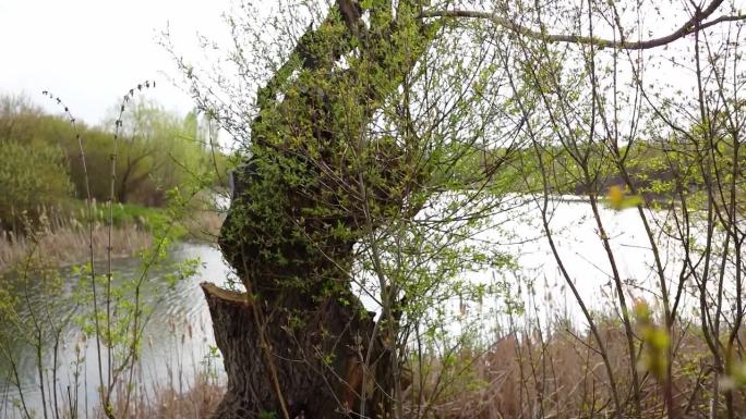 塞尔维亚卡尔马湖畔，一棵被砍断的老树干，上面长着绿叶
