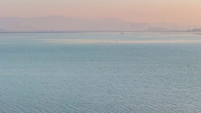 深圳湾候鸟海鸥航拍