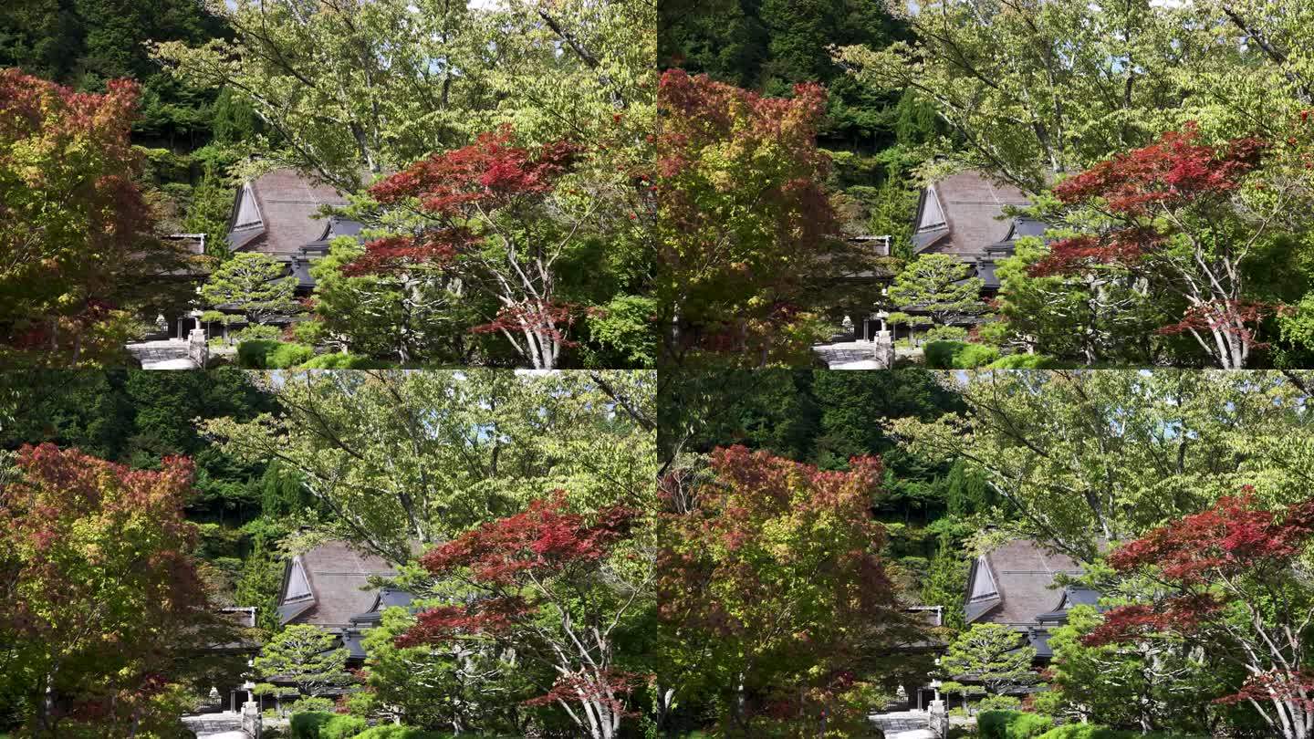 美丽的绿红秋天树在高野山在晴朗的十月。慢动作左盘