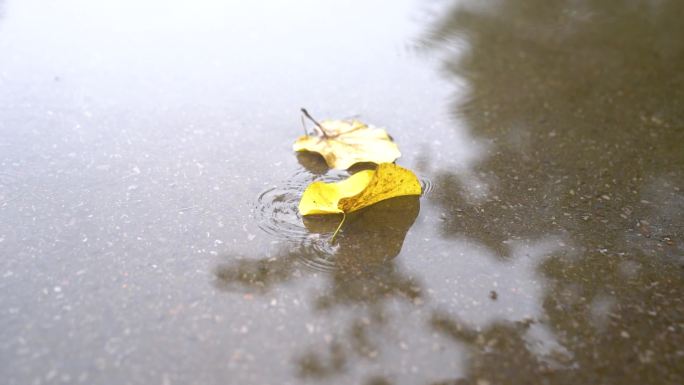 雨天各种花和植物唯美写意4K素材