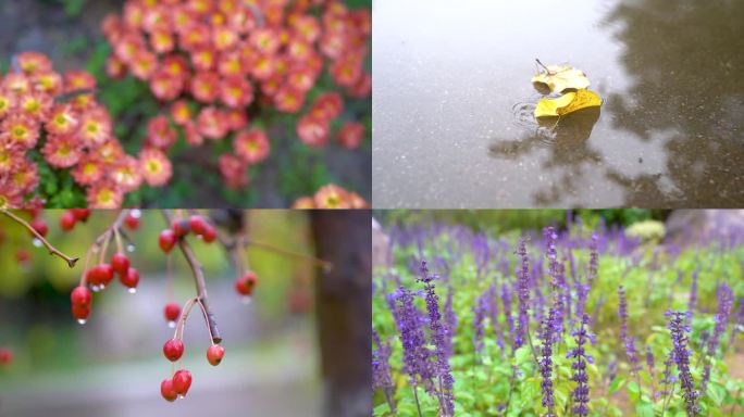 雨天各种花和植物唯美写意4K素材