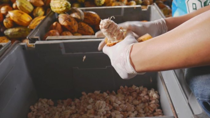 戴着手套的工人的双手打开可可豆的包装，取出可可豆，切开新鲜的可可豆，露出可可豆白色的种子，新鲜的可可