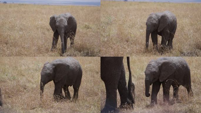 在马赛马拉的大草原上，大象宝宝喝着妈妈的奶