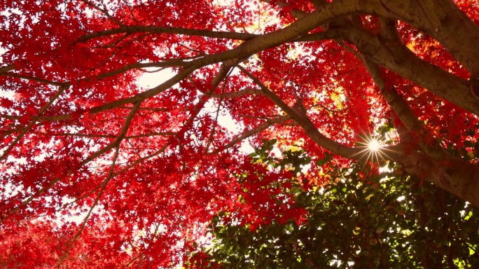 【原创8镜】秋天红叶红枫古风意境唯美节气