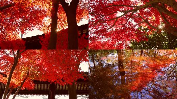 【原创8镜】秋天红叶红枫古风意境唯美节气