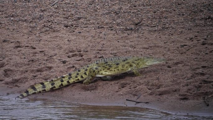 在马赛马拉马拉马拉河岸边的尼罗河鳄鱼