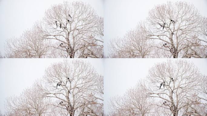 黑嘴喜鹊群在树上在博尔德科罗拉多州，冬季雪景