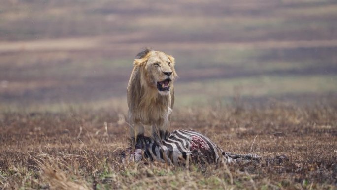 在马赛马拉，雄狮拖着一只杀死的斑马