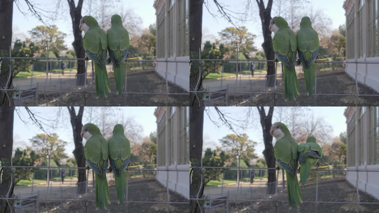 特写，一对可爱的绿色鹦鹉Myiopsitta monachus背对着观众坐在围栏上，然后和其他鸟类一