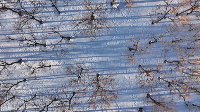 4K原素材-航拍雪后树林