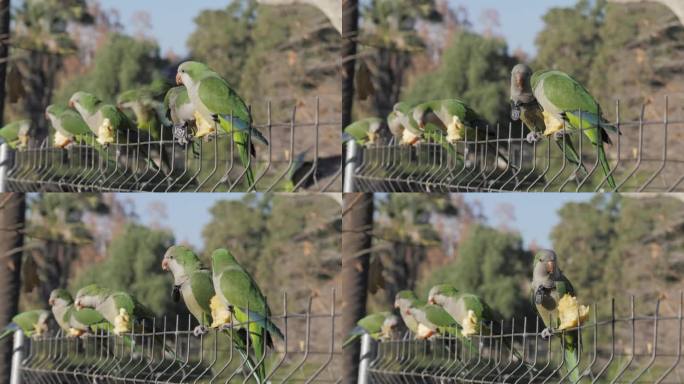 近景，绿僧鹦鹉Myiopsitta monachus坐在围栏上的铁链上吃苹果。人们来到巴塞罗那市中心