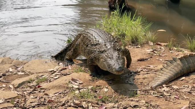 巨大的尼罗河鳄(Crocodylus niloticus)从水里爬到岸上，然后躺下。马达加斯加。