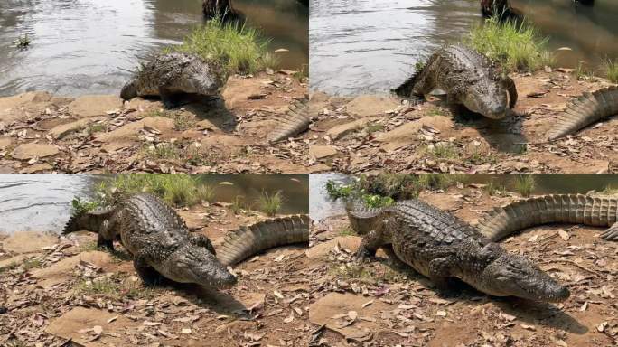巨大的尼罗河鳄(Crocodylus niloticus)从水里爬到岸上，然后躺下。马达加斯加。