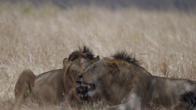 在马赛马拉，雄狮吃完猎物后休息