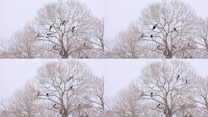 科罗拉多州博尔德的黑嘴喜鹊，科罗拉多州北部树上的鸟