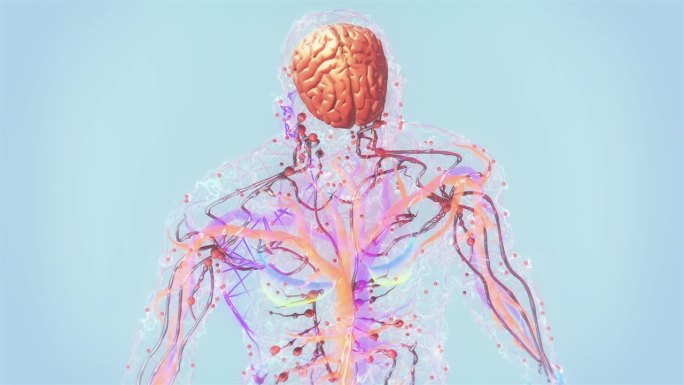 人脑神经系统身体机能透视