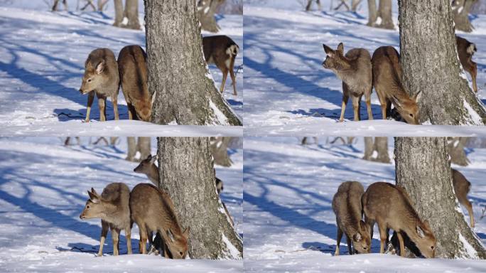 寒冷冬天野生动物梅花鹿在雪中吃食物奔跑