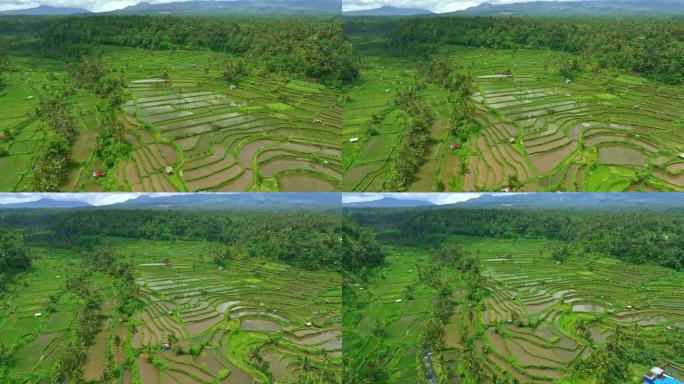 飞越巴厘岛农村大片被水淹没的稻田