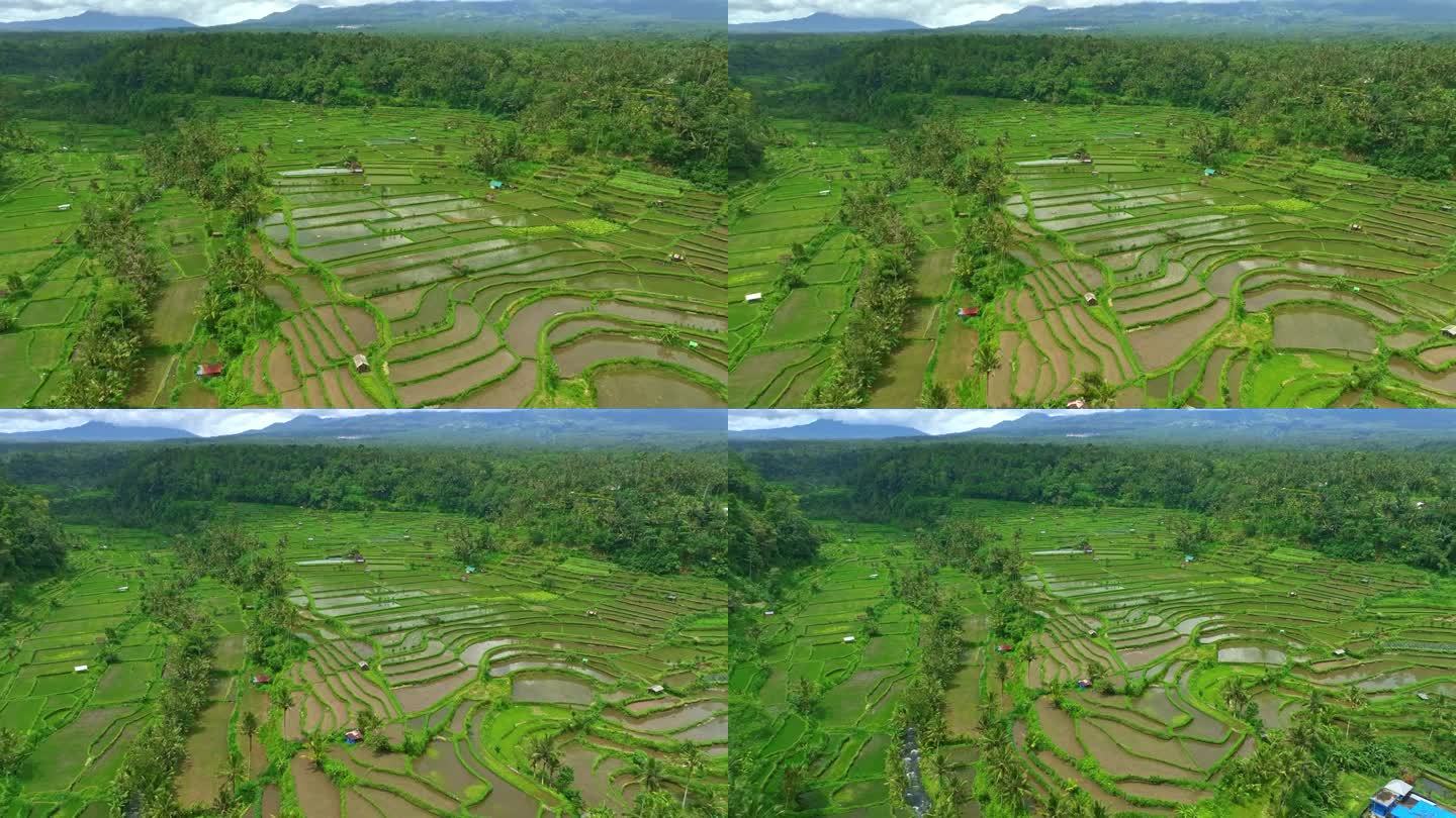 飞越巴厘岛农村大片被水淹没的稻田