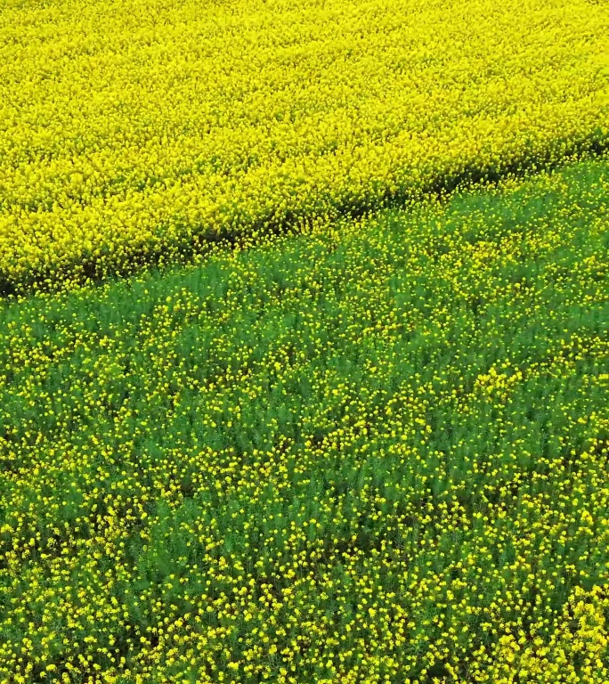 衡阳珠晖区高铁衡阳东站列车 油菜花东三环