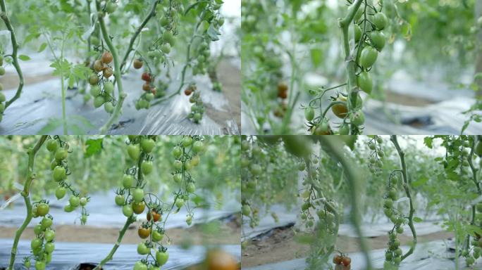 圣女果 小西红柿 大棚种植