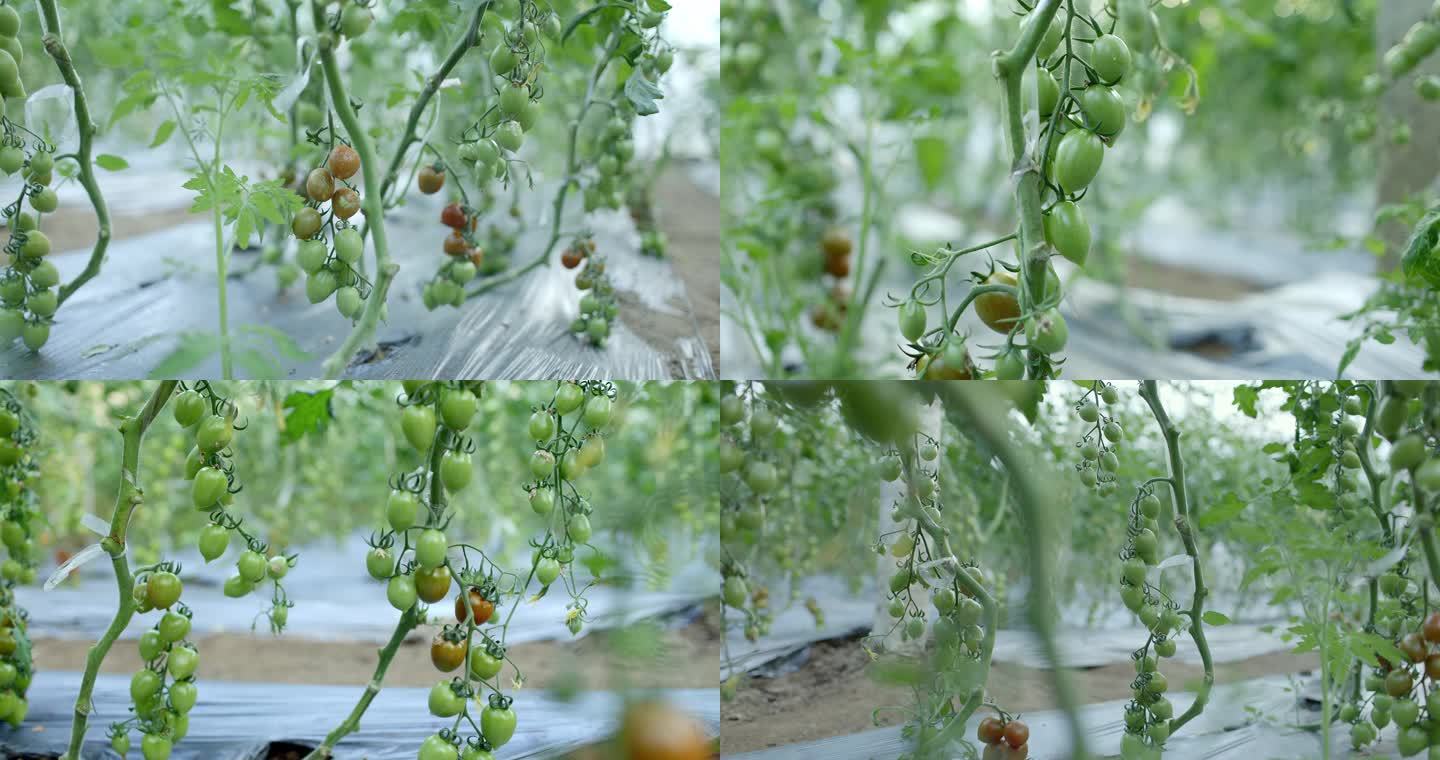 圣女果 小西红柿 大棚种植