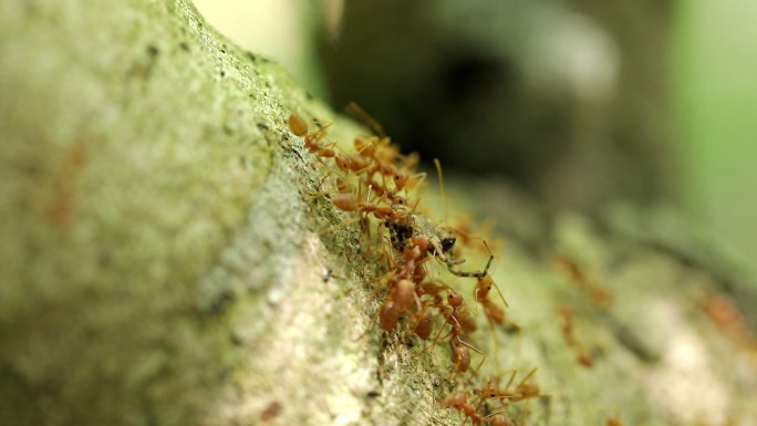 微观世界的蚂蚁
