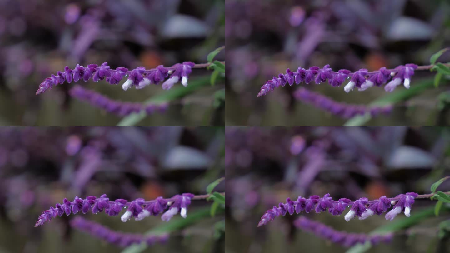 一种开紫白色花的墨西哥灌木鼠尾草。特写镜头。