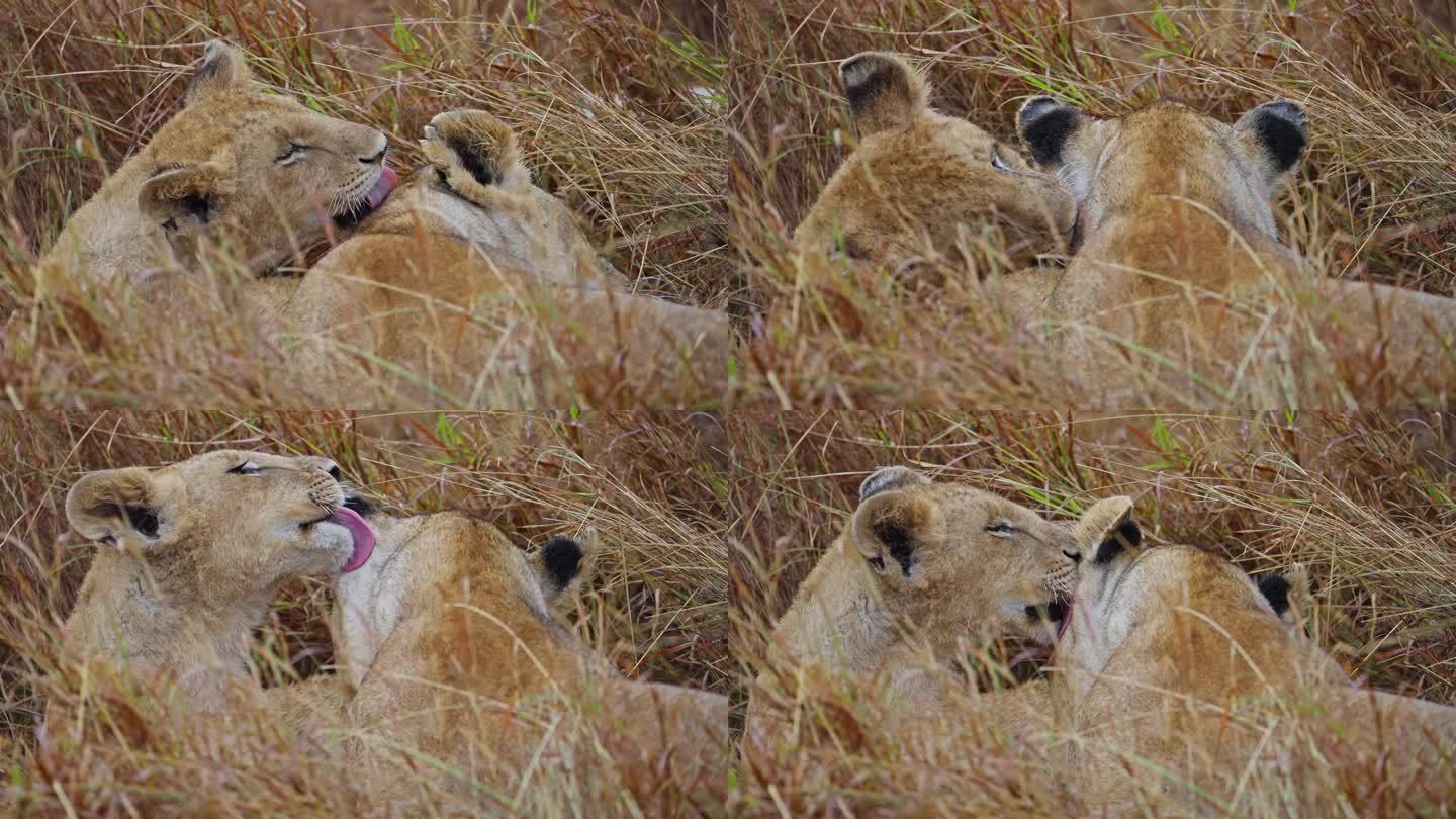 马赛马拉的小狮子互相舔舐和梳理毛发
