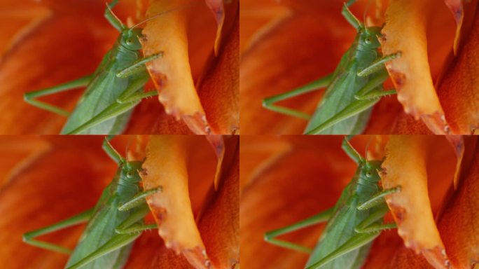一只绿色的大蚱蜢在一朵橙色的花上的特写镜头。