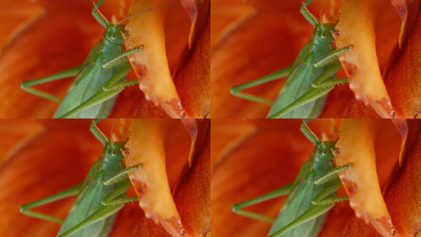 一只绿色的大蚱蜢在一朵橙色的花上的特写镜头。