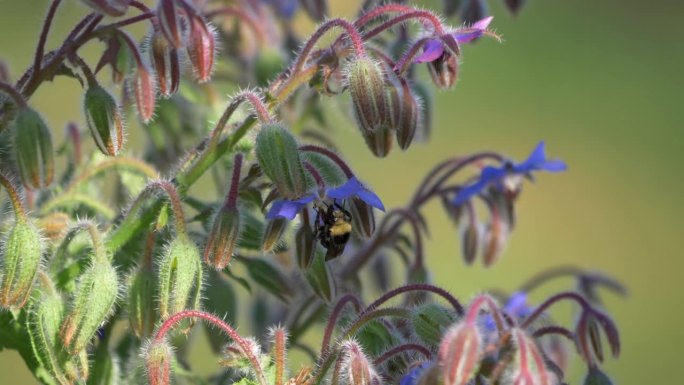 蜜蜂倒挂在琉璃苣花上，然后飞走了。特写镜头