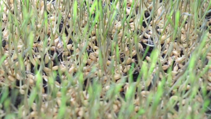 新鲜的绿色小麦胚芽，白色的根和黑色的土壤。发芽的麦粒