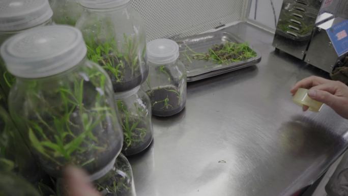 生物实验室中草药植物栽培研究