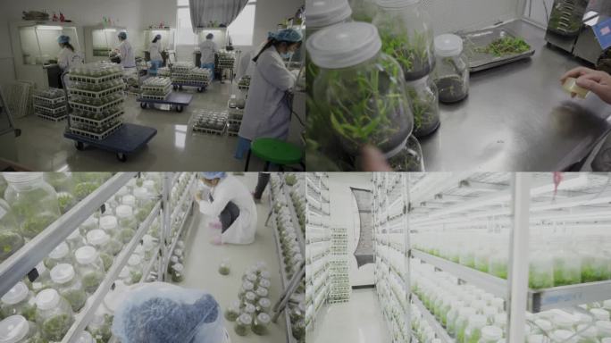 生物实验室中草药植物栽培研究