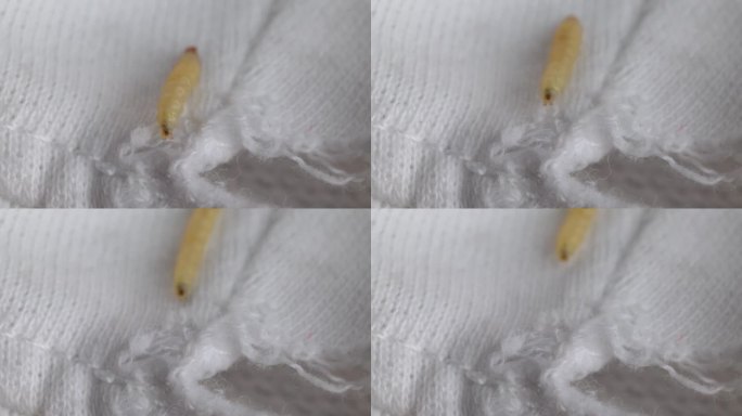 爬在白色针织物上的蛾子幼虫。特写镜头