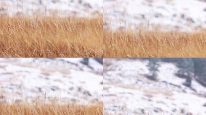 科罗拉多州的原生草在冬天，从原生草倾斜到雪地