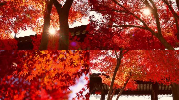 【原创8镜头】苏州秋天枫树林红色枫叶