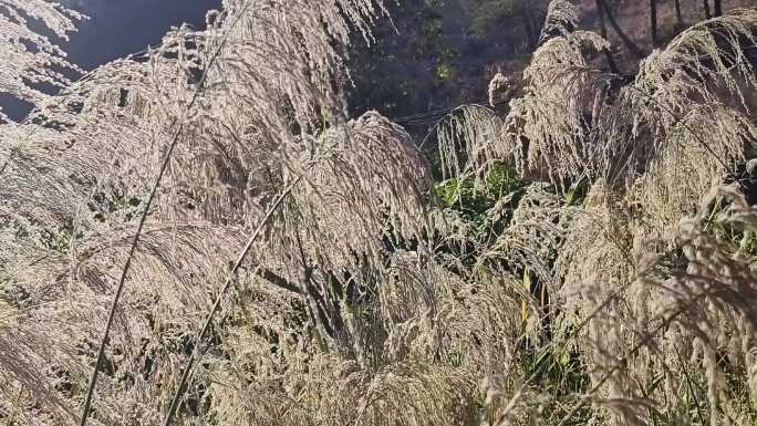 风吹野草摇摆 阳光枯草野花 风吹狗尾草