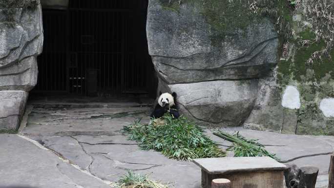 重庆动物园慵懒熊猫吃竹子