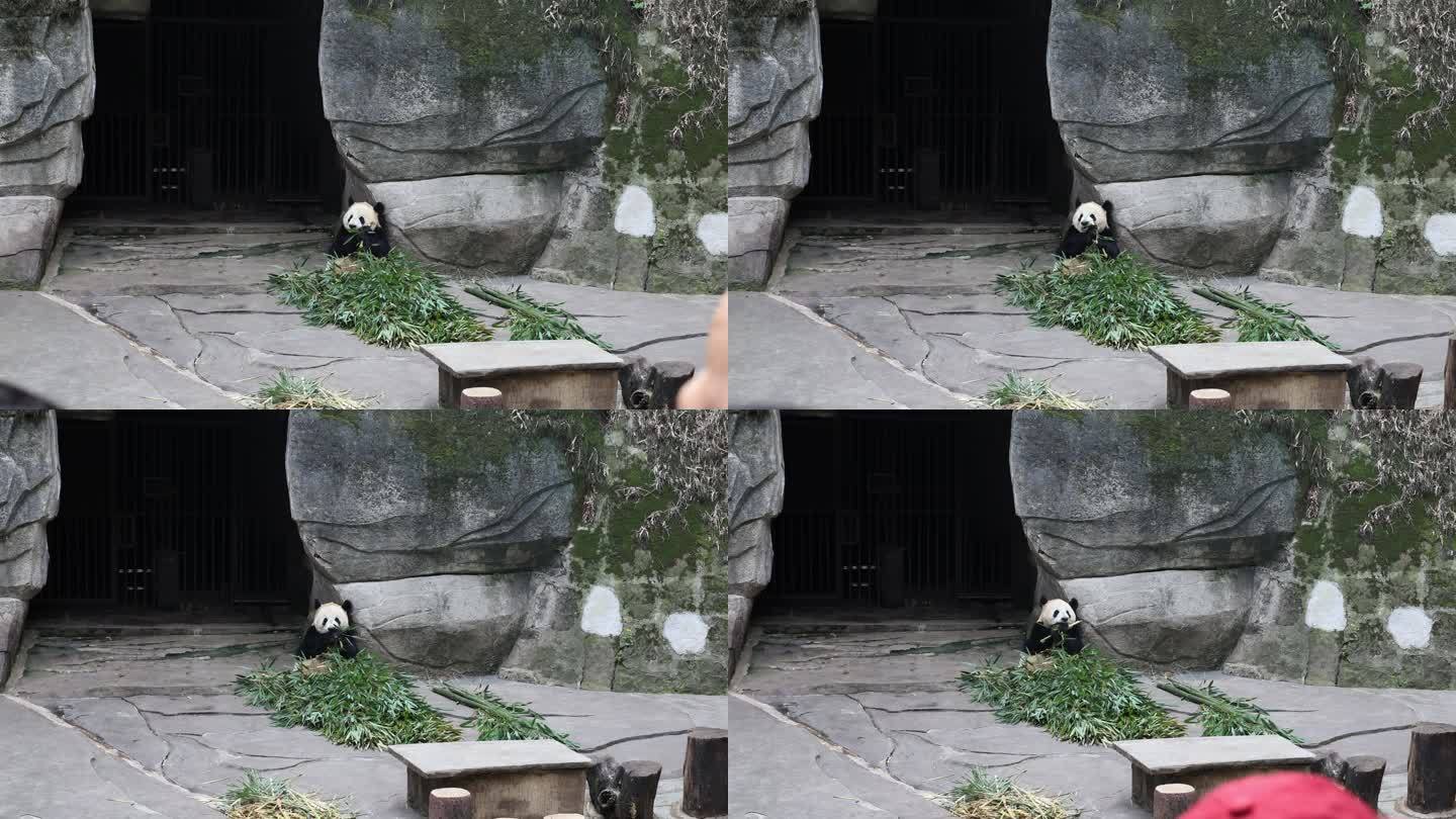 重庆动物园慵懒熊猫吃竹子