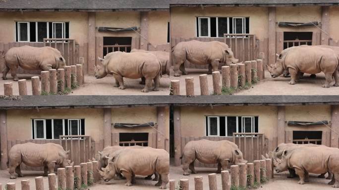 重庆动物园犀牛打架 冲突