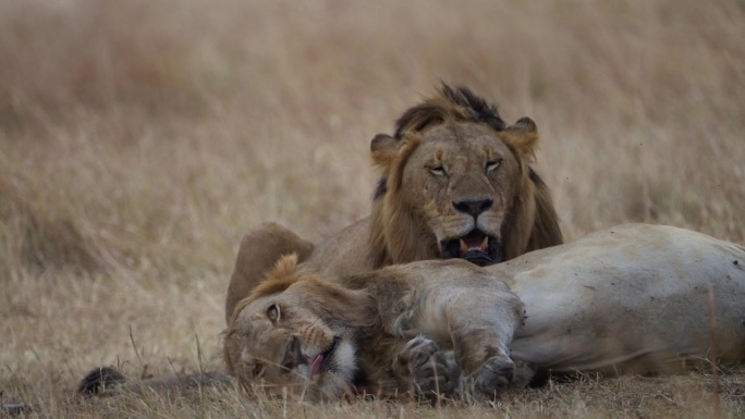 在马赛马拉，雄狮吃完猎物后休息